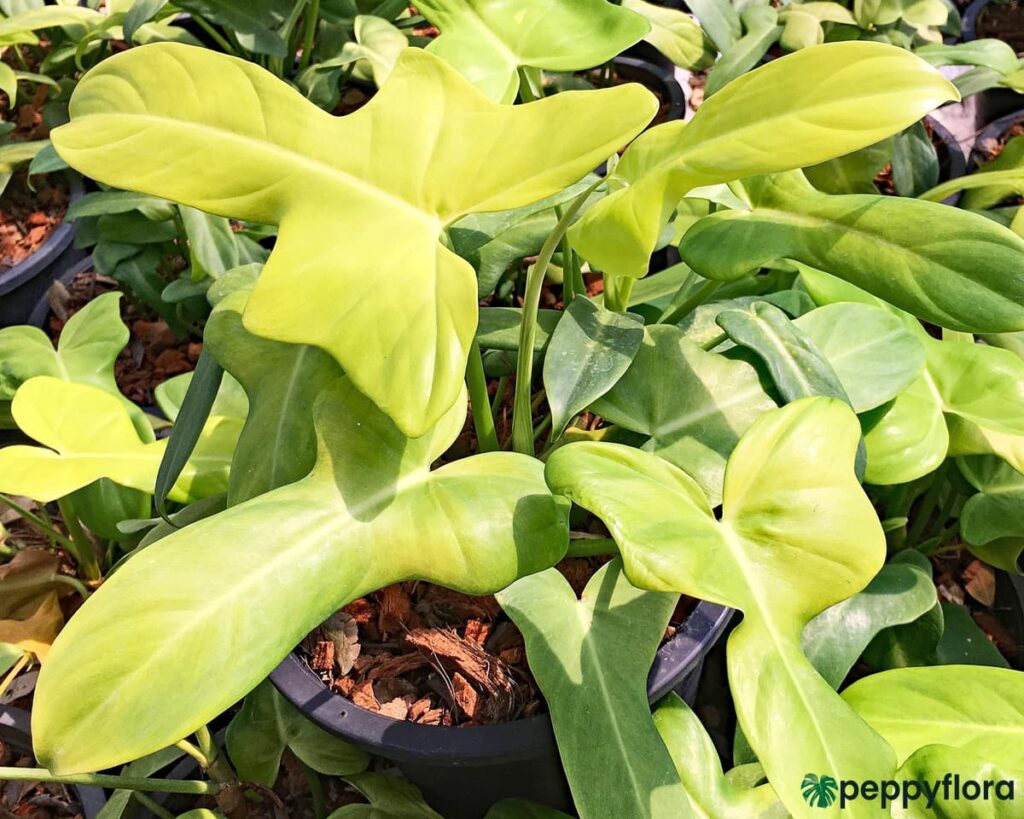 Philodendron-Bipennifolium-Aurea-Product-Peppyflora-02-Moz