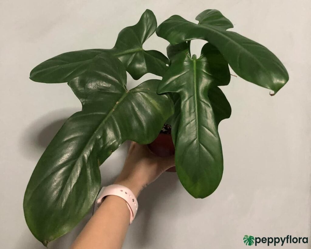 Philodendron Bipennifolium Product Peppyflora 02 Moz