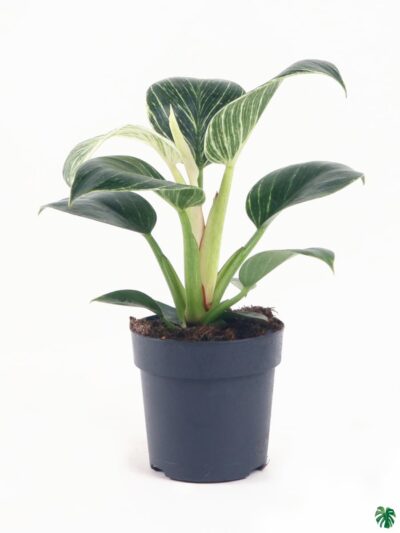 Philodendron-Birkin-3x4-Product-Peppyflora-01-b-Moz