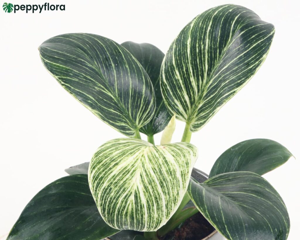 Philodendron Birkin Product Peppyflora 02 Moz