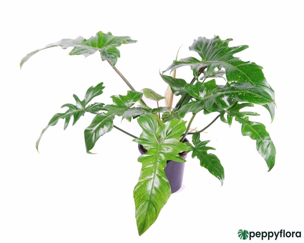 Philodendron Golden Dragon Product Peppyflora 02 Moz