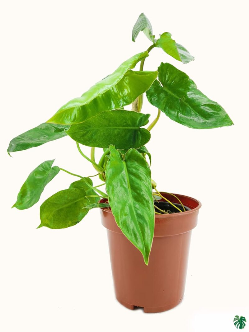 Philodendron Kerala Hybrid 3X4 Product Peppyflora 01 A Moz