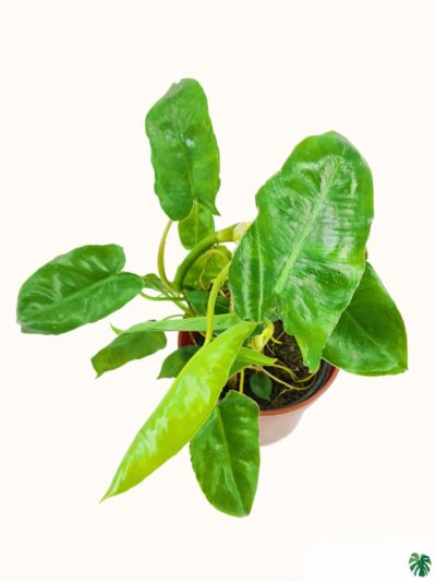 Philodendron-Kerala-Hybrid-3x4-Product-Peppyflora-01-b-Moz
