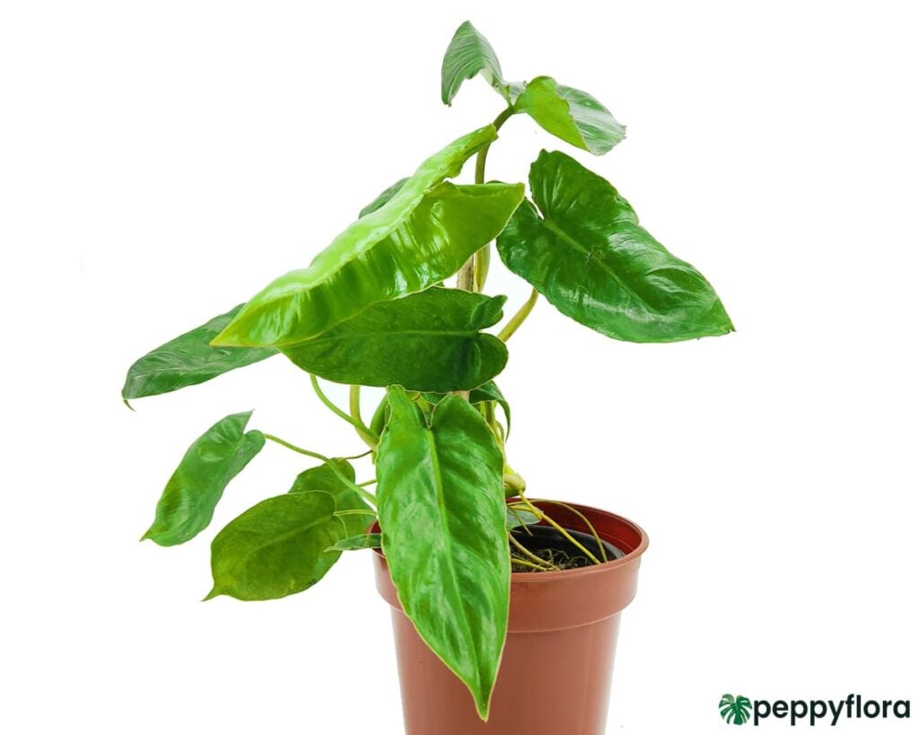 Philodendron-Kerala-Hybrid-Product-Peppyflora-02-Moz