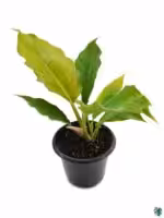 Philodendron-Pluto-3x4-Product-Peppyflora-01-d-Moz
