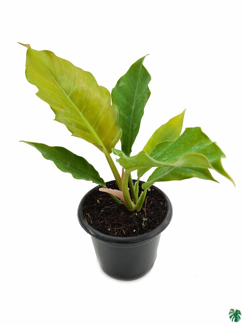 Philodendron-Pluto-3x4-Product-Peppyflora-01-d-Moz