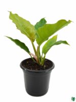 Philodendron-Pluto-3x4-Product-Peppyflora-01-e-Moz