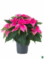 Poinsettia-Pink-3x4-Product-Peppyflora-01-a-Moz