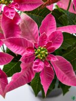 Poinsettia-Pink-3x4-Product-Peppyflora-01-b-Moz