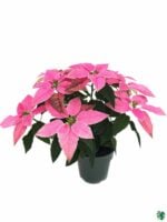 Poinsettia-Pink-3x4-Product-Peppyflora-01-c-Moz