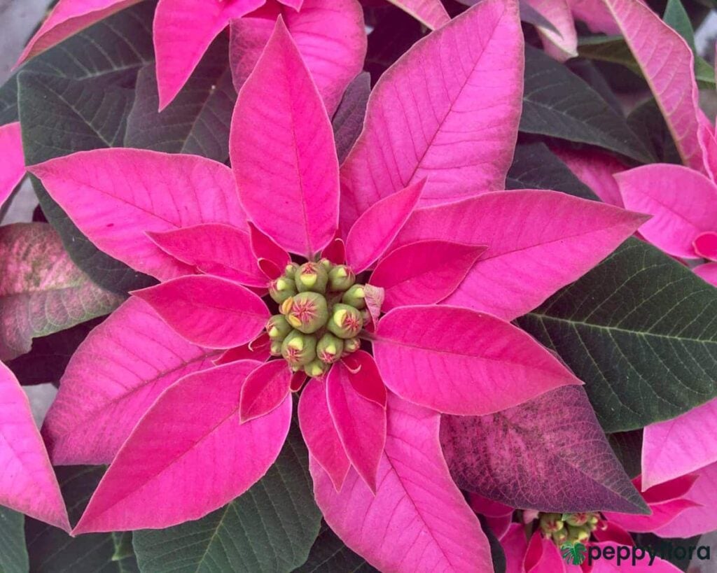 Poinsettia-Pink-Product-Peppyflora-02-Moz