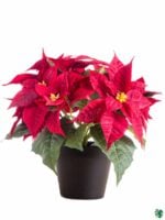 Poinsettia-Red-3x4-Product-Peppyflora-01-a-Moz