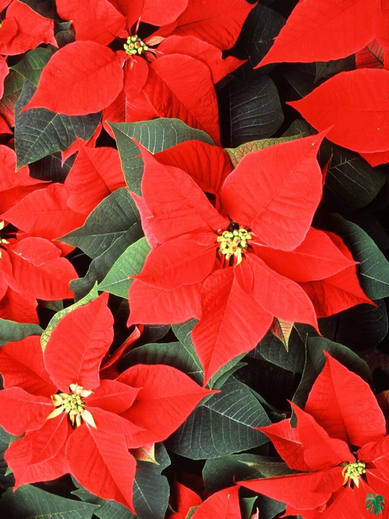 Poinsettia-Red-3x4-Product-Peppyflora-01-b-Moz