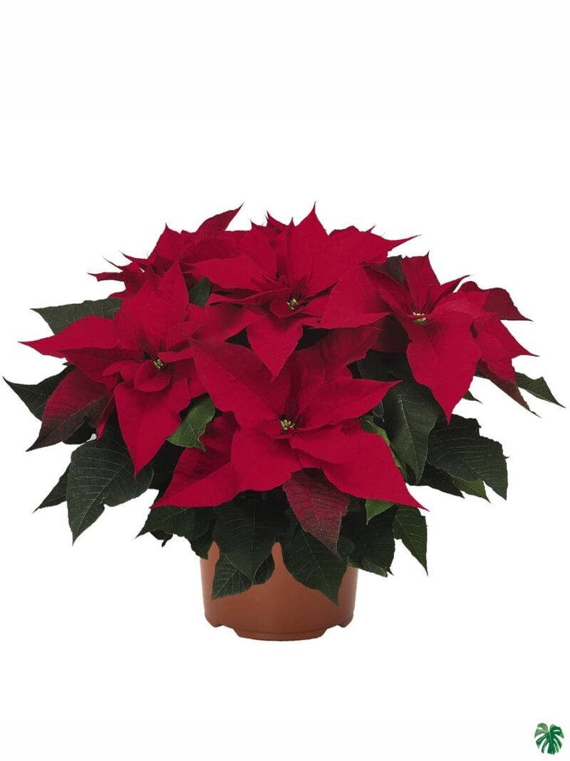 Poinsettia-Red-3x4-Product-Peppyflora-01-c-Moz