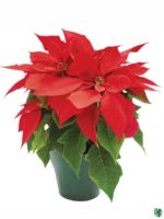 Poinsettia-Red-3x4-Product-Peppyflora-01-d-Moz