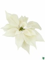 Poinsettia-White-3x4-Product-Peppyflora-01-b-Moz