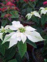 Poinsettia-White-3x4-Product-Peppyflora-01-d-Moz