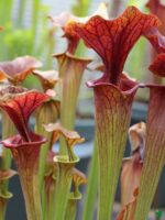 Buy Sarracenia Pitcher Plant Online | Peppyflora®