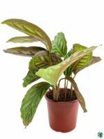 Calathea-Roseopicta-3x4-Product-Peppyflora-01-c-Moz