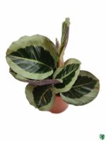 Calathea-Roseopicta-Cynthia-3x4-Product-Peppyflora-01-a-Moz