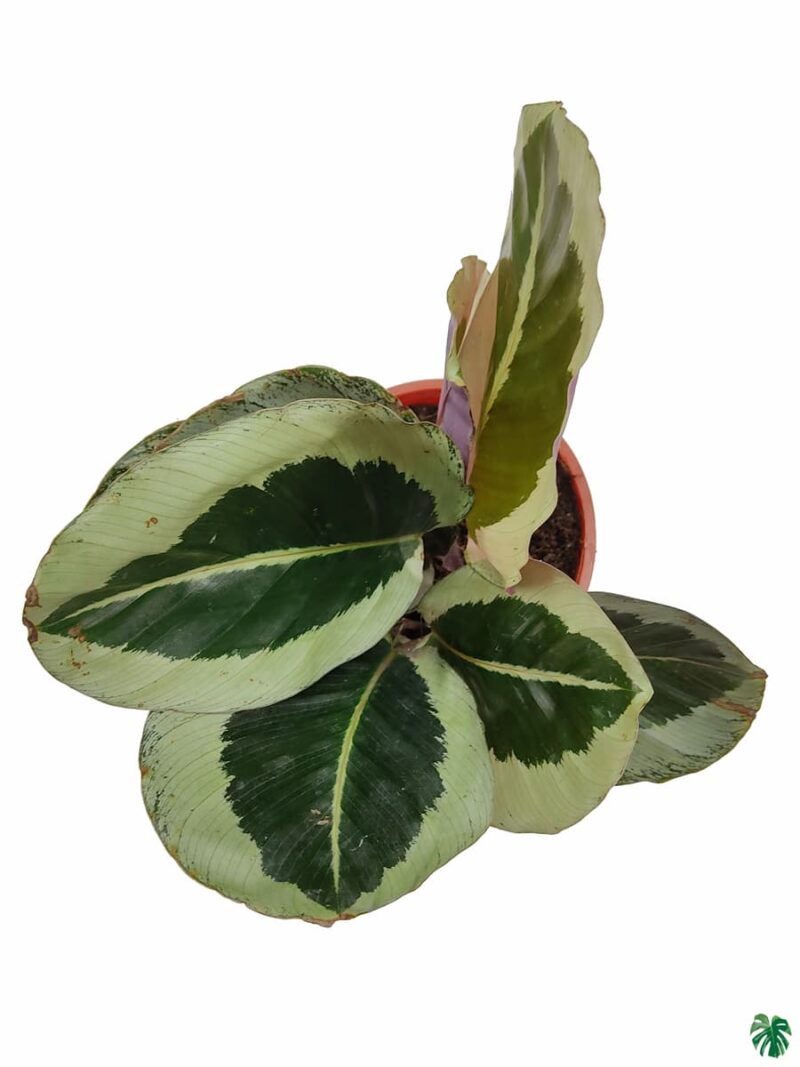 Calathea-Roseopicta-Cynthia-3x4-Product-Peppyflora-01-c-Moz