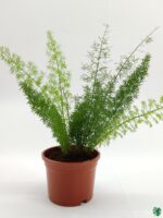 Foxtail-Fern-Asparagus-Meyeri-3x4-Product-Peppyflora-01-b-Moz