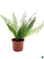 Foxtail-Fern-Asparagus-Meyeri-3x4-Product-Peppyflora-01-c-Moz