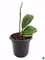 Hoya-Kerrii-Splash-3x4-Product-Peppyflora-01-a-Moz