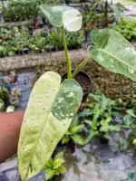 Philodendron-Jose-Buono-3x4-Product-Peppyflora-01-e-Moz