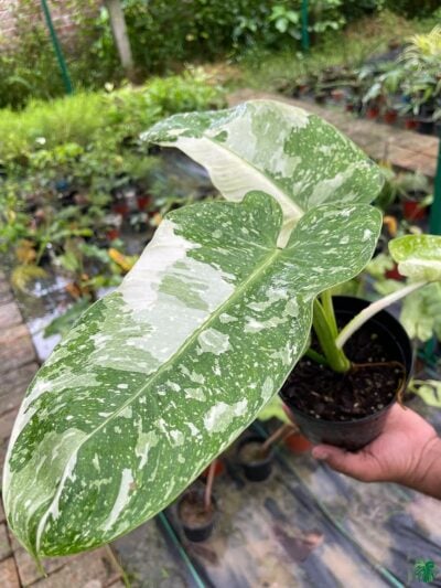 Philodendron-Jose-Buono-3x4-Product-Peppyflora-01-g-Moz
