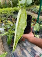 Philodendron-Jose-Buono-3x4-Product-Peppyflora-01-i-Moz