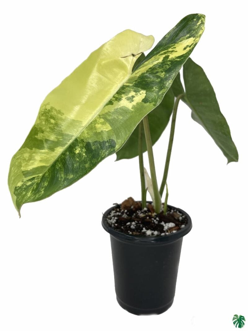 Philodendron-Variegated-Burle-Marx-Product-3x4-Peppyflora-01-a-Moz