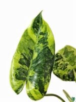 Philodendron-Variegated-Burle-Marx-Product-3x4-Peppyflora-01-b-Moz