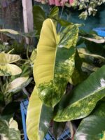 Philodendron-Variegated-Burle-Marx-Product-3x4-Peppyflora-01-c-Moz