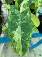 Philodendron-Variegated-Burle-Marx-Product-3x4-Peppyflora-01-d-Moz