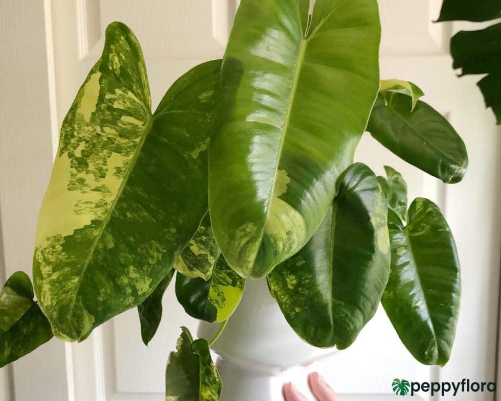 Philodendron Variegated Burle Marx Product Peppyflora 02 Moz