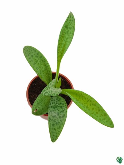 Scilla-Passiflora-Silver-Squill-Ledebouria-Socialis-3x4-Product-Peppyflora-01-b-Moz
