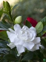 Gardenia-Jasminoides-Cape-Jasmine-3x4-Product-Peppyflora-01-a-Moz