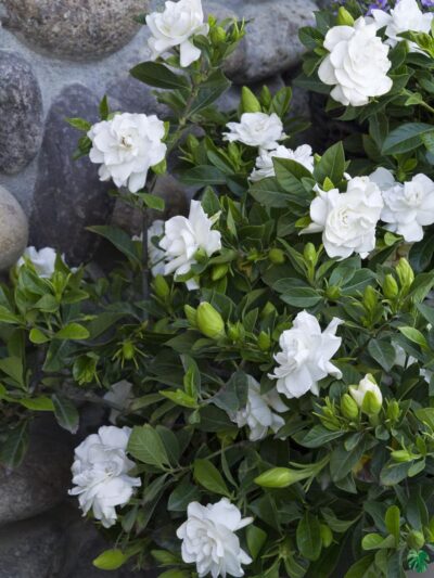 Gardenia-Jasminoides-Cape-Jasmine-3x4-Product-Peppyflora-01-b-Moz