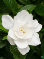 Gardenia-Jasminoides-Cape-Jasmine-3x4-Product-Peppyflora-01-c-Moz