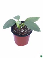 Philodendron-Hastatum-Silver-Sword-3x4-Product-Peppyflora-01-a-Moz