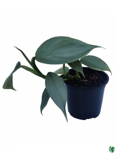 Philodendron-Hastatum-Silver-Sword-3x4-Product-Peppyflora-01-b-Moz