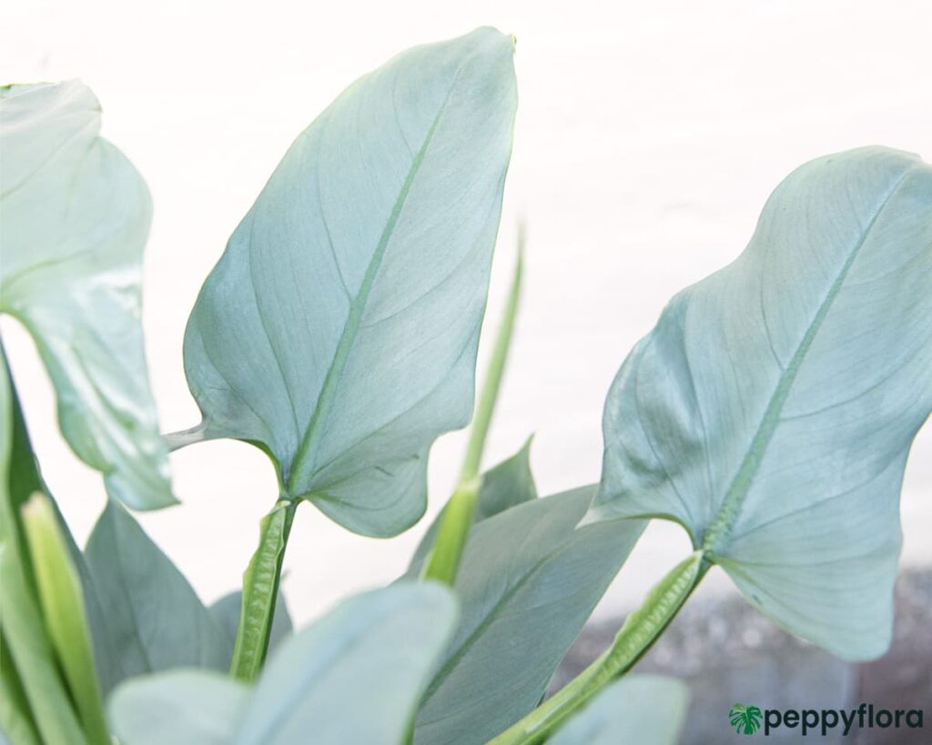 Philodendron Hastatum Silver Sword Product Peppyflora 02 Moz