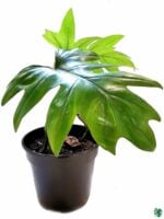Philodendron-Mayoi-3x4-Product-Peppyflora-01-a-Moz