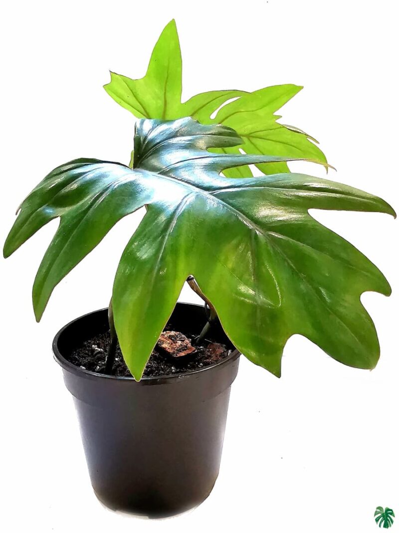 Philodendron Mayoi 3X4 Product Peppyflora 01 A Moz