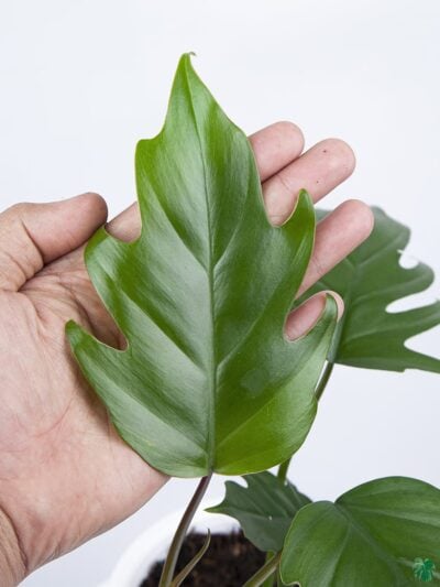 Philodendron-Mayoi-3x4-Product-Peppyflora-01-b-Moz