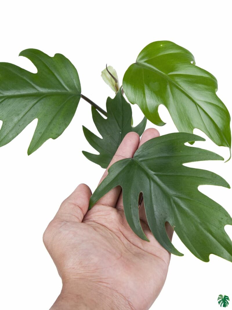 Philodendron-Mayoi-3x4-Product-Peppyflora-01-c-Moz
