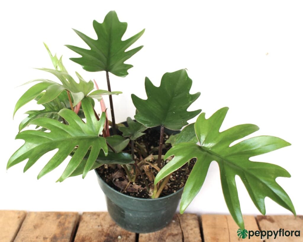 Philodendron Mayoi Product Peppyflora 02 Moz