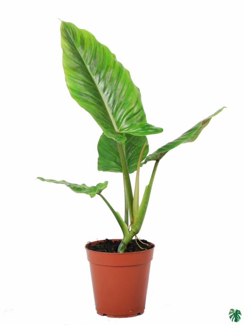 Philodendron Subhastatum 3X4 Product Peppyflora 01 A Moz
