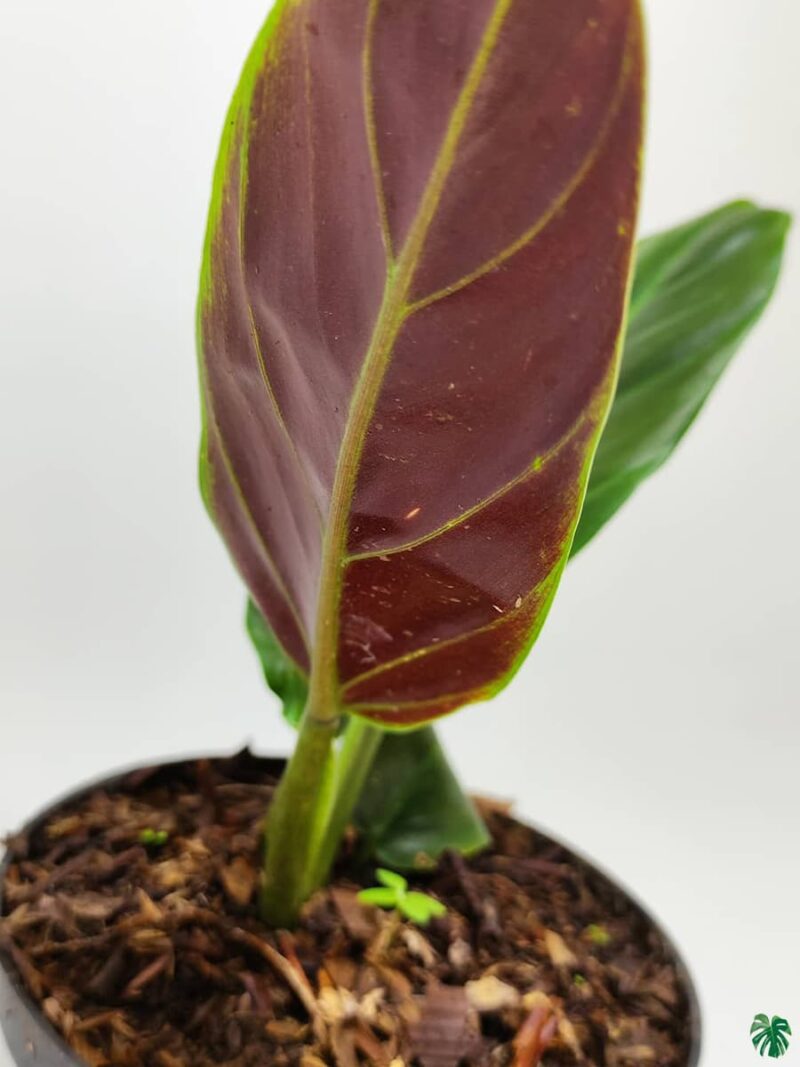 Philodendron-Subhastatum-3x4-Product-Peppyflora-01-c-Moz